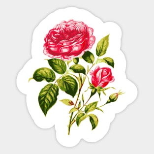 Vintage Pink Roses with Branches and Rose Buds Sticker